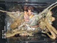 11/2일,키로급 문어 많이 물어 주네요,