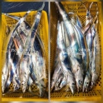 [통영최강리드호] (10석출항) 씨알 미쳤다! 굵은 갈치 베리굿 - 금요일 자리여유