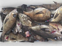 볼락실시간 쿵쾅! 2/7. 뉴대양호