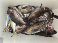 밤볼락 쿵쾅 쿵쾅 뉴대양호 (월 화 수)예약시작