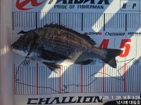 1/28 미조 대림호 조황입니다