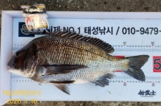 해금강 감성돔 49/49/47/43