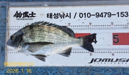 해금강 감성돔 49/49/47/43