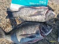 척포)최선장~연일 대물 5짜와 4짜~학꽁치는 쿨러로~~