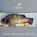 낮볼락 낚시