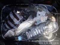 일요일 소삼부도,거문도 갯바위/선상 다녀왔습니다~