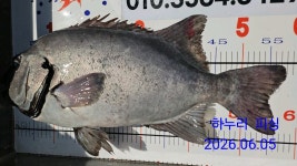하누리 피싱]욕지권 대물 돌돔과 벵에돔 참돔 뻰찌(올 13시 월요일 새벽3시)