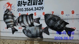 하누리 피싱]욕지권 돌돔 6짜5짜 진항중 벵에돔 마리수(낼 새벽3시 출항)