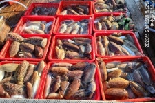 내일(화),(수) 심해갑오징어 자리많습니다~~ (황제낚시가능) 010 7178 3800