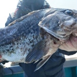 12일(월)/15일(목)/17일(토)밤9시 진도권 大우럭/왕열기 출조 예약중,,,