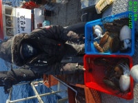 고흥 녹동 세진호 먼바다 갑오징어 출조 및 이벤트 안내입니다.