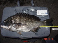 울바동 울산 51cm 올리다.