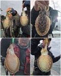 [군산 드래곤호] 10/13 군산 찰갑이 실시간~!!! [군산 드래곤호] 10/13 군산 찰갑이 실시간~!!!