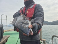 《감성돔》56까지 5짜4짜4짜 대물 3방 팅 팅~ .