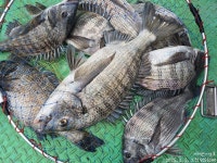 《감성돔》48까지4짜4짜4짜4짜외 마릿수 진행중~ .