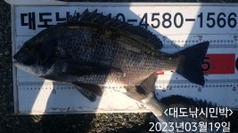 다대 조황입니다