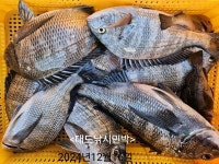 다대 조황입니다(대도 피싱호)