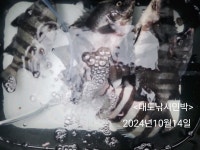 다대조황입니다 (대도 피싱호)