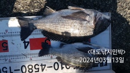 다대 조황입니다 (대도 피싱호)