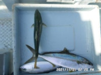 만성호,부시리,잡어,조황