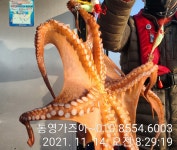 가자낚시 가자호 돌문어 실시간 키로오버오버~