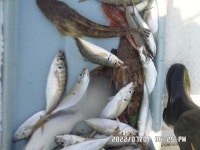 만성호,양태,정갱이,잡어,조황