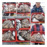 삼천포 다래호 씨알좋은 쭈꾸미 조황입니다. 내일부터자리여유