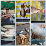 풍화리 선외기 감성돔 루어조황