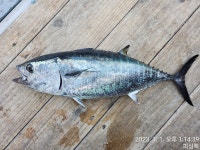 장승포 피싱톡호 1월1일~2일 먼바다 흘림 조황(영상조황)