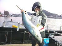 장승포 피싱톡호 12월19일 먼바다 흘림조황 1미터9센치 조황