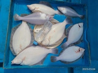 바다사랑 봄 봄 도다리 조황