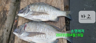 어제와 오늘 유촌 소식입니다.