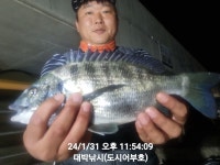 야간 감성돔 조황 입니다.~
