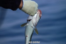 어구 출조 포기하고 왕대구로 달립니다(출조 모집중)