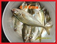 22일 울산 동구 주전동 주변방파제 + 야간 슈퍼급 전갱이