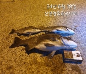 24년 6월 19일 산분령유료낚시터 조황현황