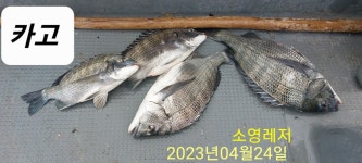 유촌 소식 마릿수입니다.