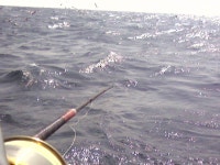 BS Fishing under floating 5cm 사용기(2차)