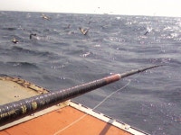 BS Fishing under floating 5cm 사용기(2차)