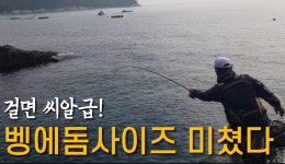 거제 지세포에서 벵에돔 사이즈 대박! 입질에 손맛까지 완벽