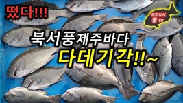 제주도 겨울 태흥리 벵에돔다데기