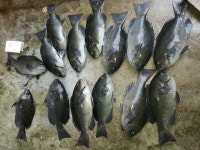 거제 다대 벵에조황