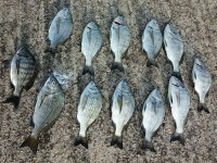 울진권 대박조황