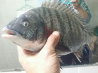 가덕도 대죽도포인트