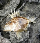 갯바위 달고기!!