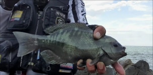 영덕 노물 마당바위...