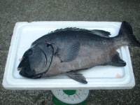 西日本/和歌山県-潮岬(최남단)