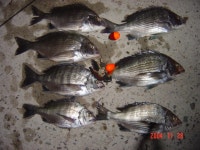 거제 선상 다녀왔습니다.