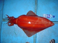 거제권 선상 다녀왔습니다.