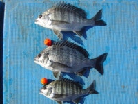 거제권 선상 다녀왔습니다.